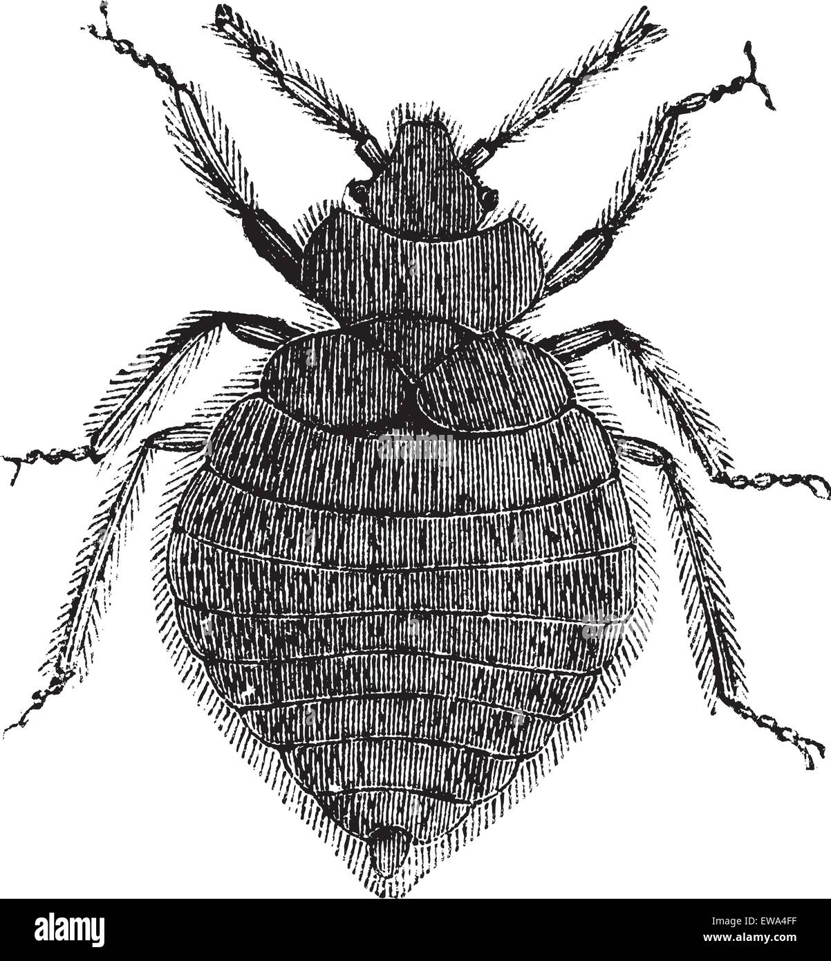 Cimici del letto (Lepinotus reticulatus) o Cimicidae, vintage illustrazioni incise. Bedbug isolato su bianco. Trousset enciclopedia (1886 Illustrazione Vettoriale