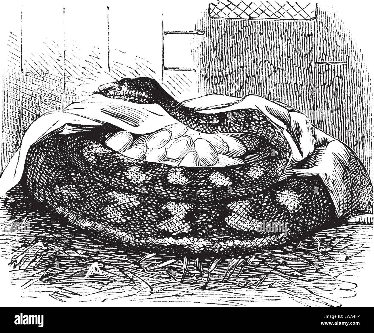 Femmina Python incuba le uova, vintage illustrazioni incise. Python nido di protezione. Trousset enciclopedia (1886 - 1891). Illustrazione Vettoriale