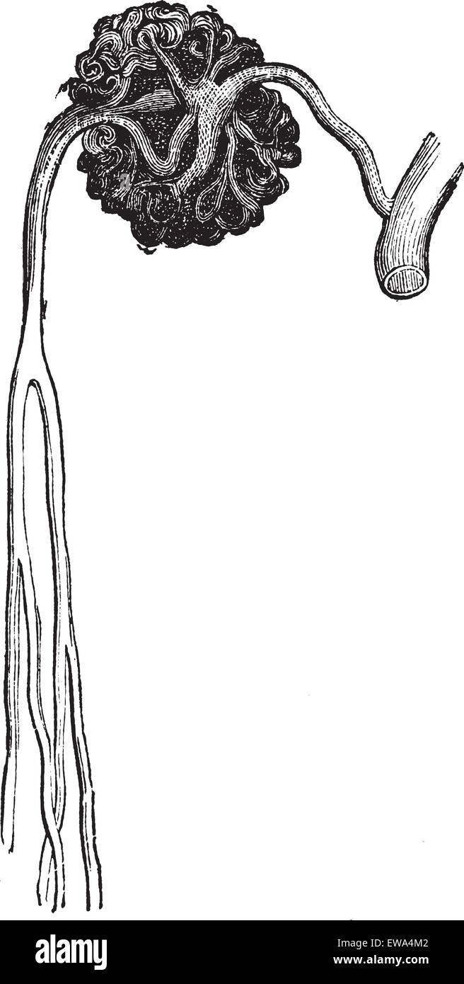 Corpo Malpighian, vintage incisione. Vecchie illustrazioni incise di Malpighian struttura corpo con il suo funzionamento di parti e loro Illustrazione Vettoriale