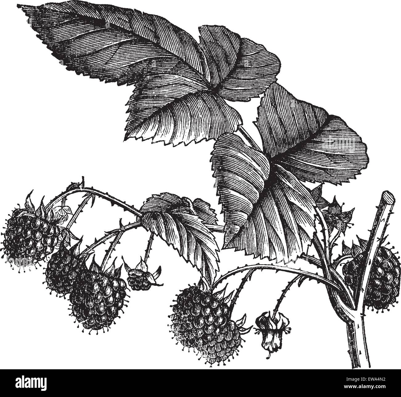 Rosso lampone o Rubus idaeus o unione di lampone o Framboise o lampone, vintage incisione. Vecchie illustrazioni incise di rosso lampone isolato su uno sfondo bianco. Illustrazione Vettoriale