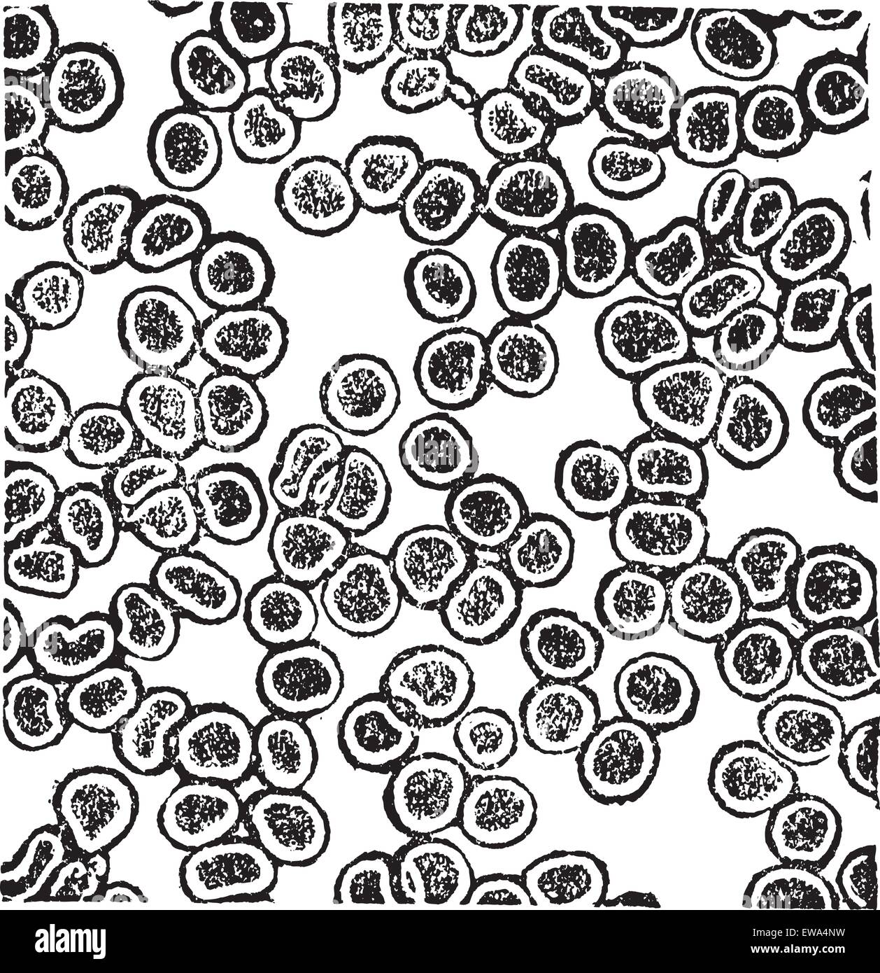 Globuli rossi o eritrociti, vintage incisione. Vecchie illustrazioni incise le cellule rosse del sangue. Illustrazione Vettoriale