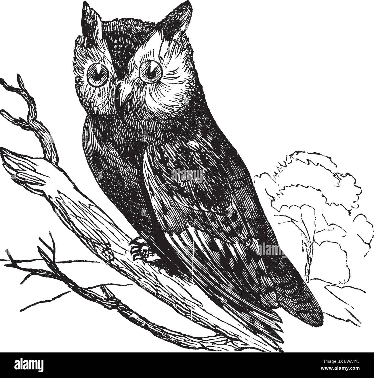 Scops dell America (asio scops) o American owl, vintage illustrazioni incise.Trousset enciclopedia (1886 - 1891). Illustrazione Vettoriale