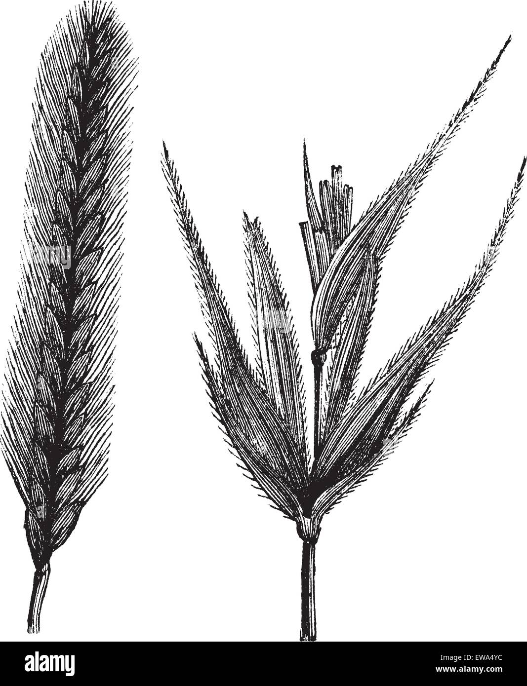 Segale o Secale cereale o Secale fragile, vintage incisione. Vecchie illustrazioni incise di segala isolato su uno sfondo bianco. Illustrazione Vettoriale