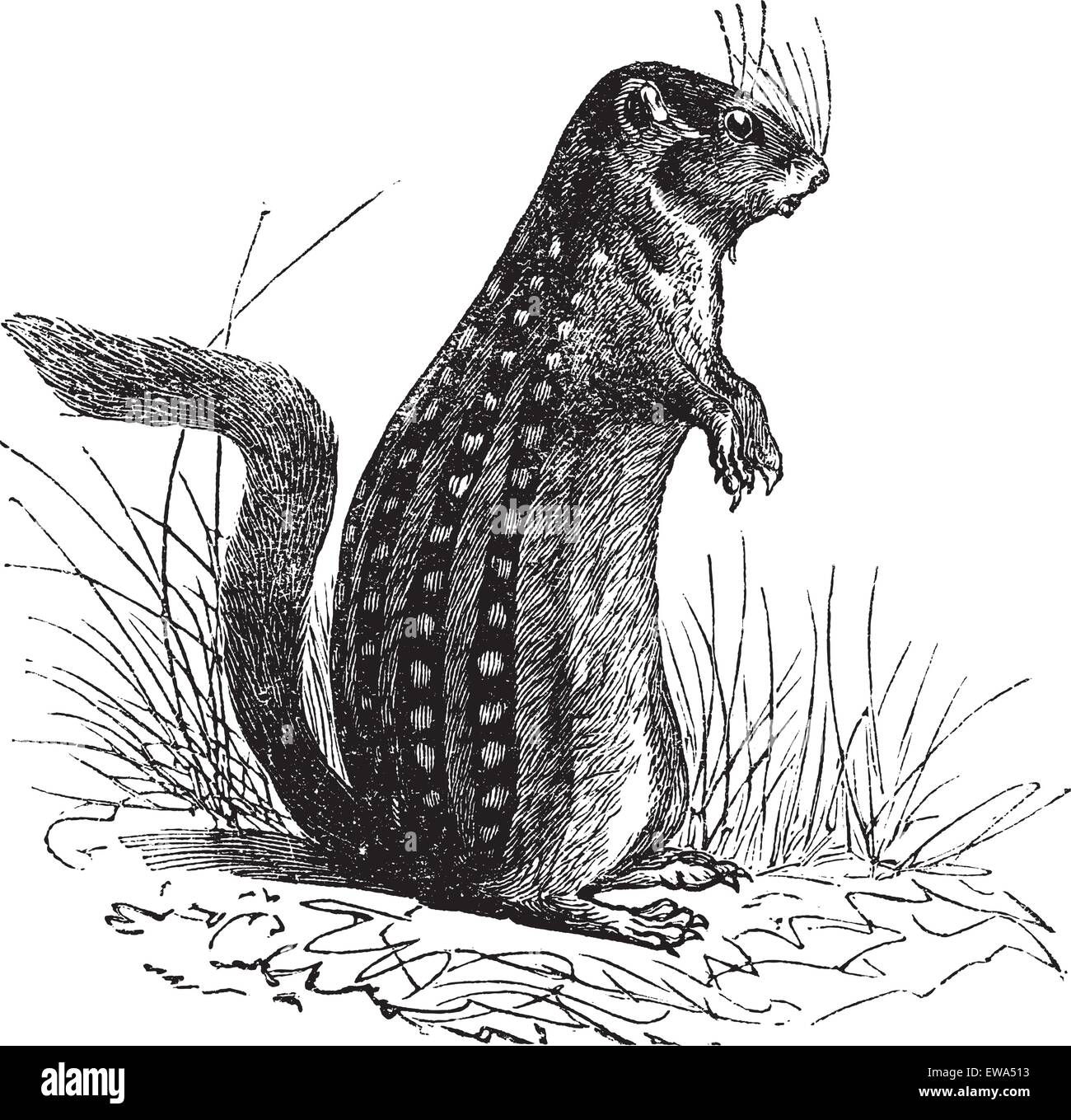 Tredici-rivestita di terra o di scoiattolo Ictidomys tridecemlineatus o Spermophilus tridecemlineatus o striato gopher Illustrazione Vettoriale