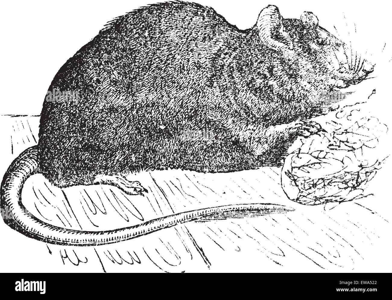 ratti norvegese - 4 Ratto norvegese marrone immagini e fotografie stock ad alta risoluzione - Alamy