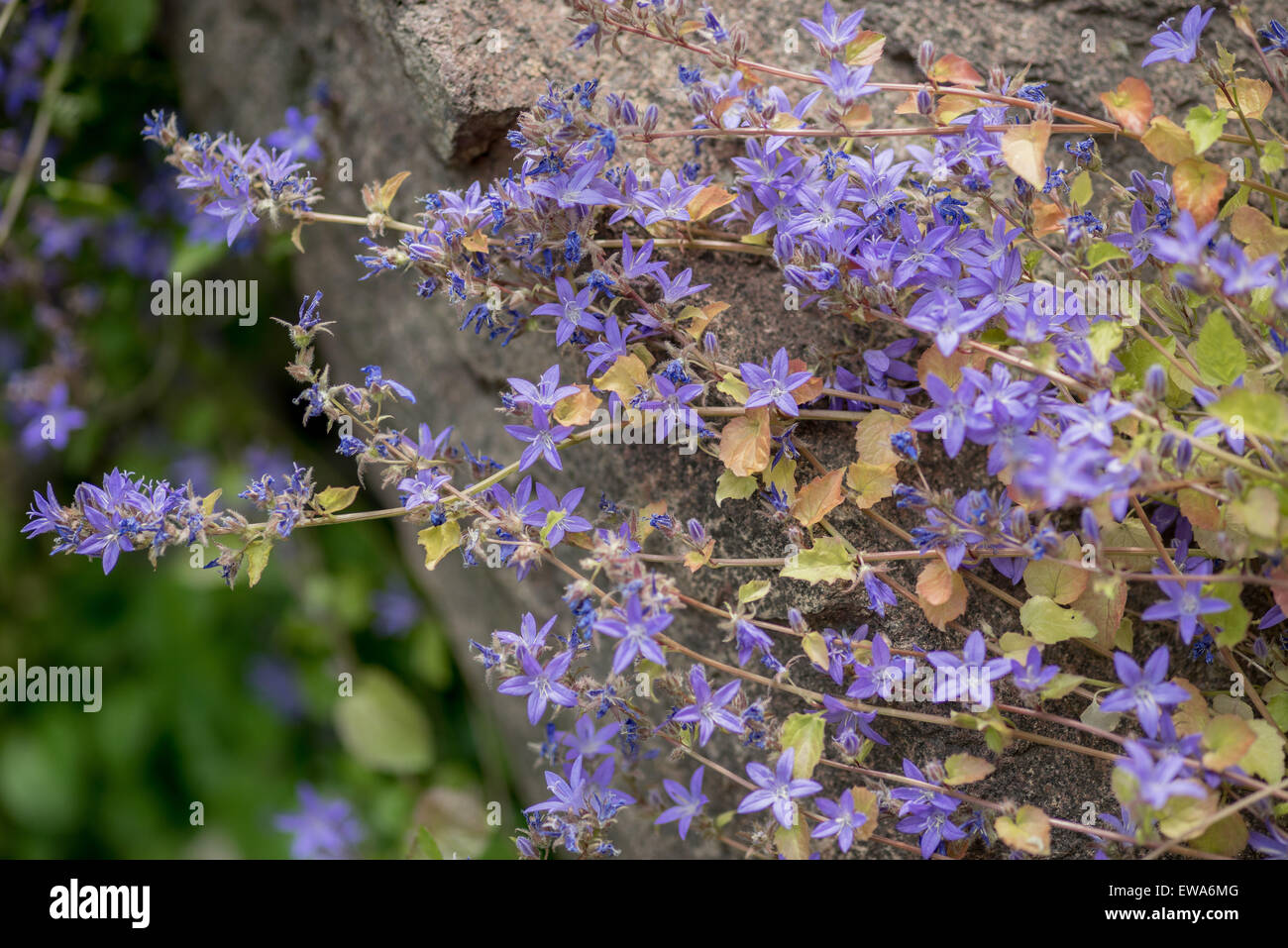 Campanula poscharskyana tallonamento serbo campanule bellflowerv blossom Foto Stock