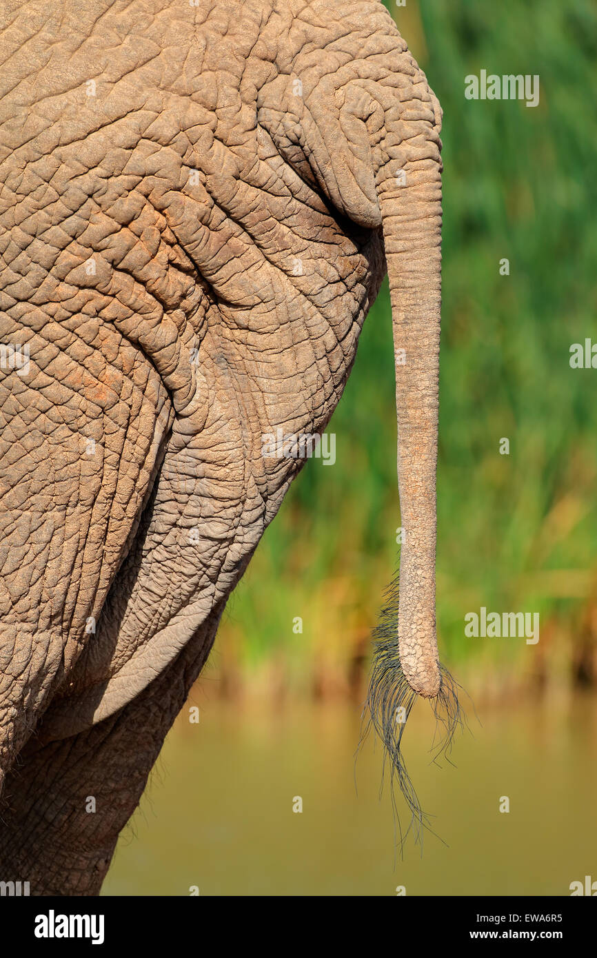 La coda di un elefante africano (Loxodonta africana), Addo Elephant National Park, Sud Africa Foto Stock