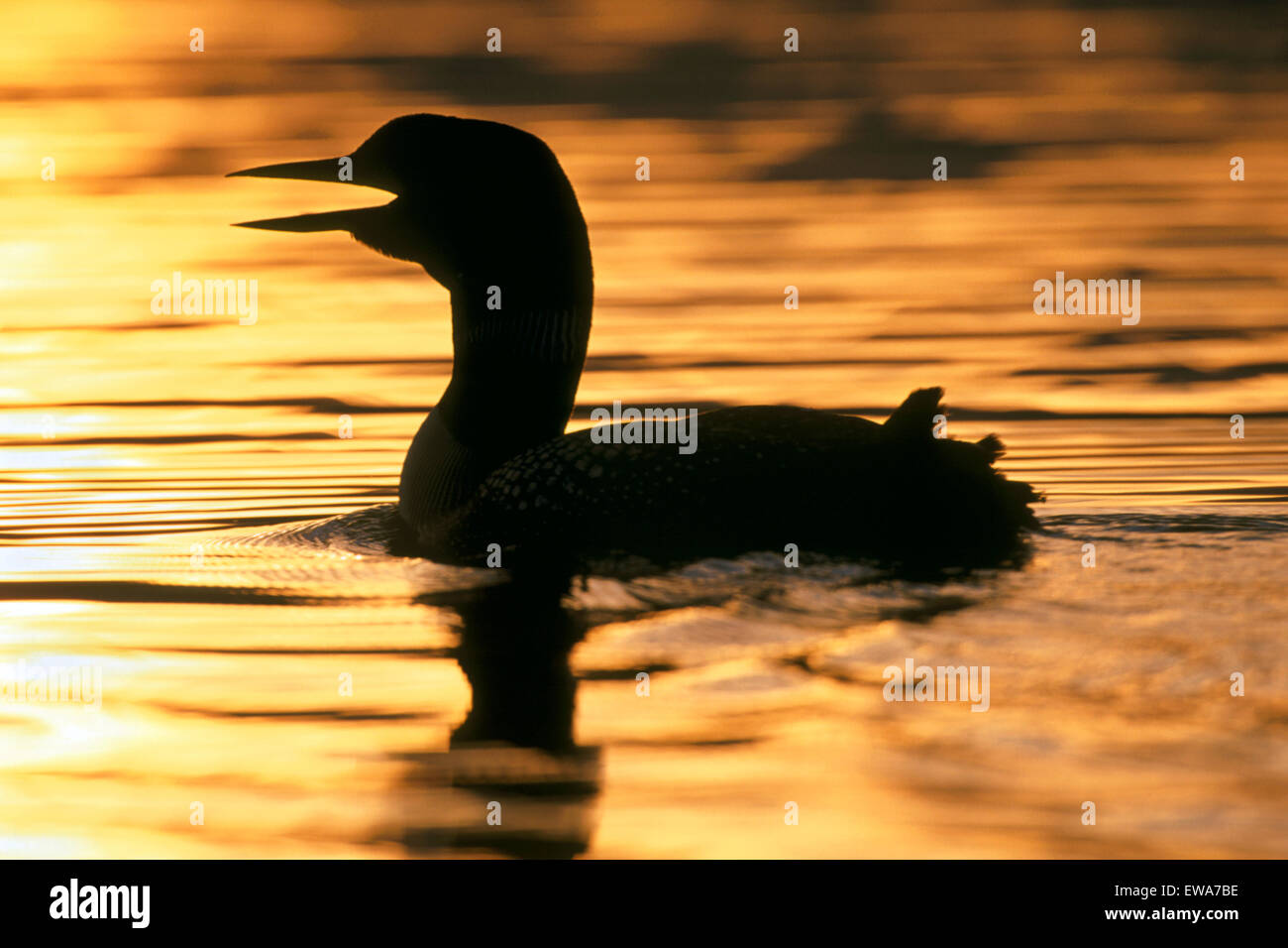 Loon comune nuoto nel lago al tramonto ( gavia immer ) Foto Stock