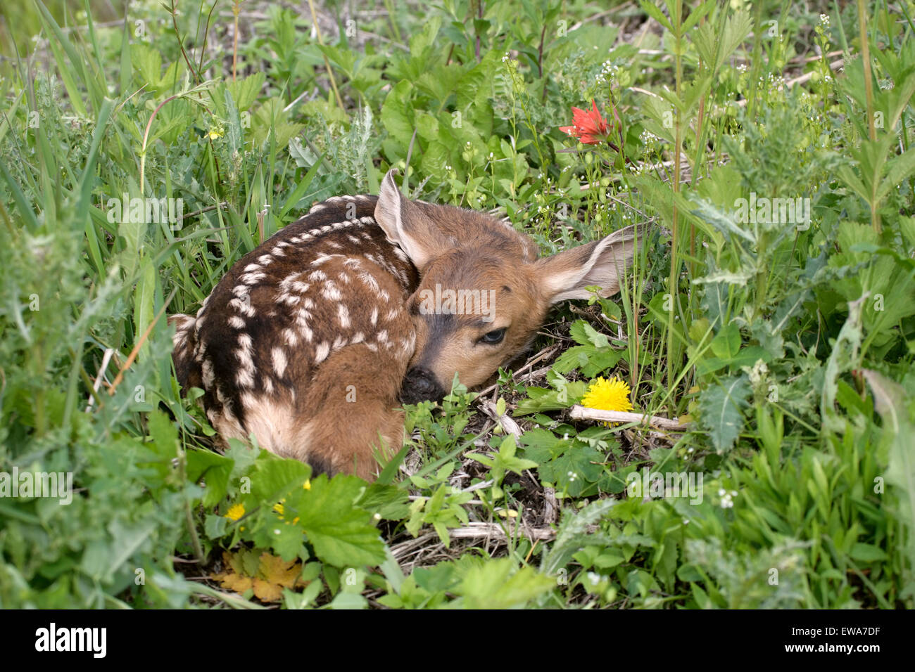 Mule Deer o nero-tail Deer Fawn in appoggio in erba, (Odocoileus hemionus ) Foto Stock