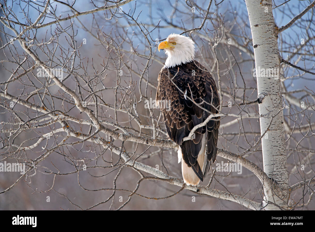 Aquila calva appollaiato in Poplar Tree Foto Stock