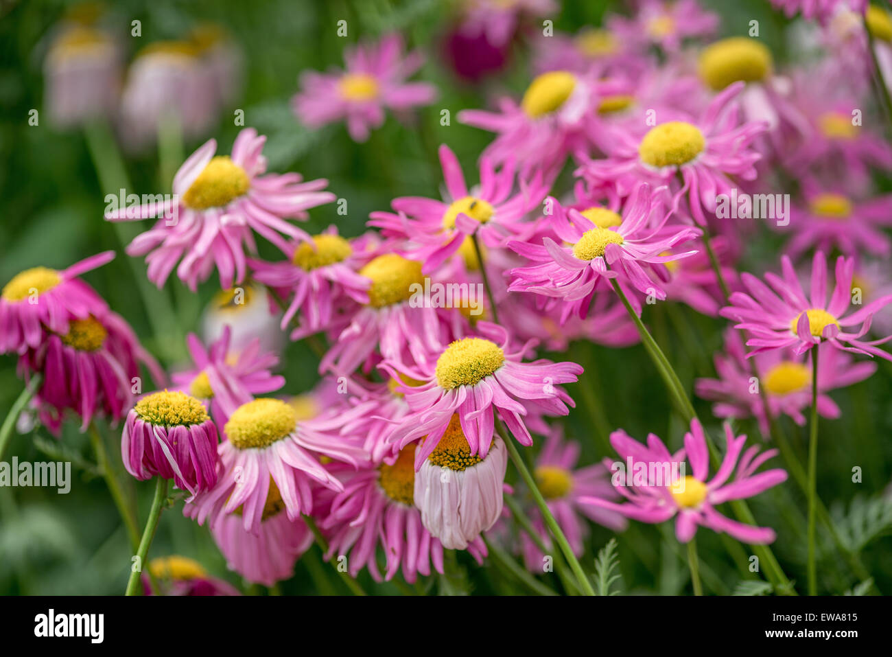 Molti i colori rosso e rosa fiori di piretro Tanacetum coccineum Foto Stock