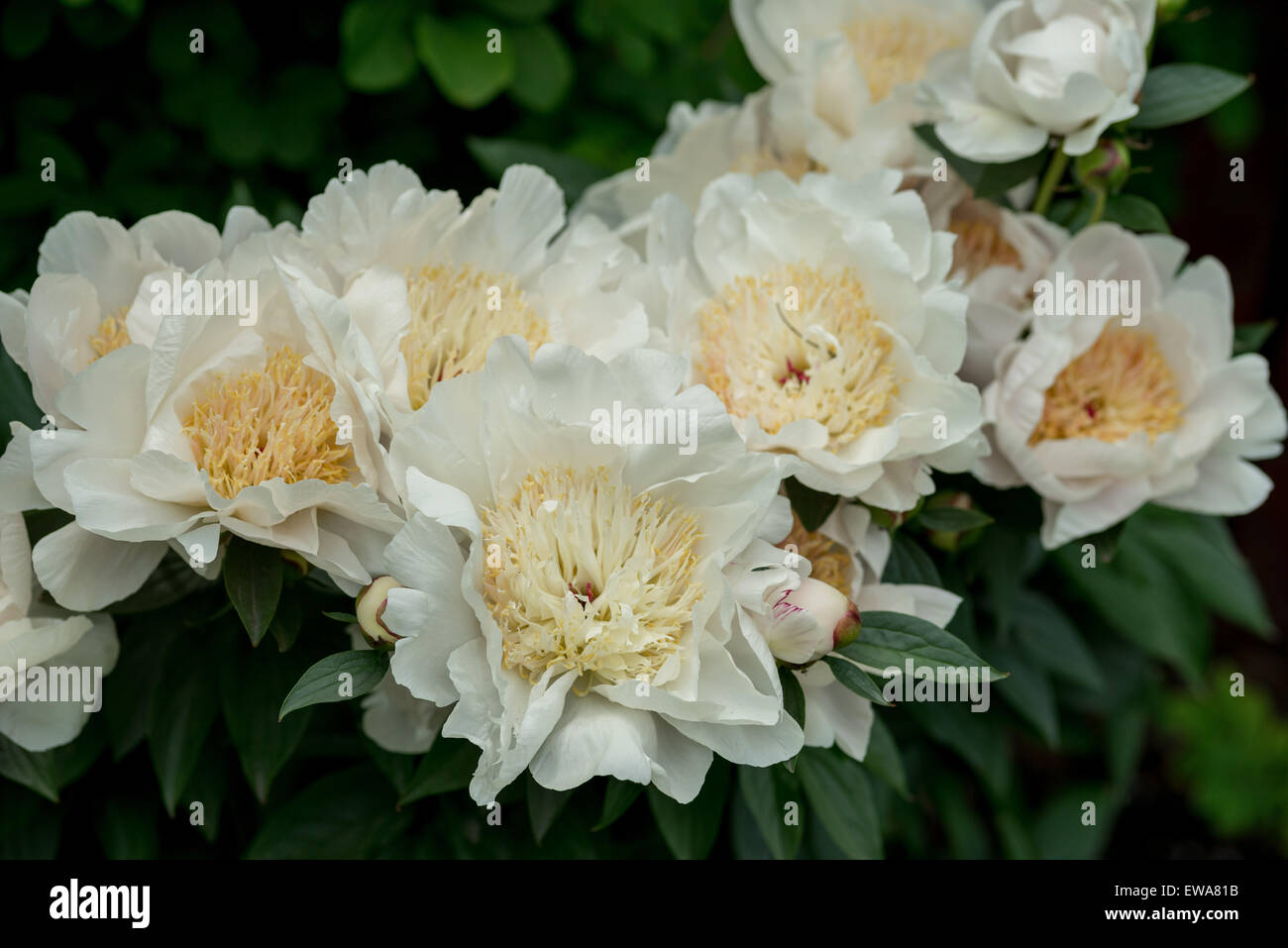 Cluster di bianco ricca fioritura di peonie peonia Foto Stock