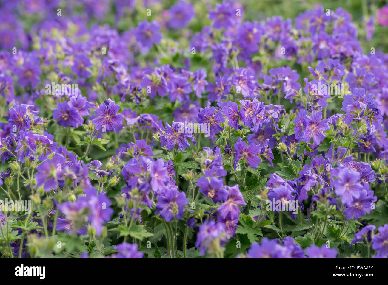 Geranuim magnificum Rosemoor ricco fiori viola Foto Stock