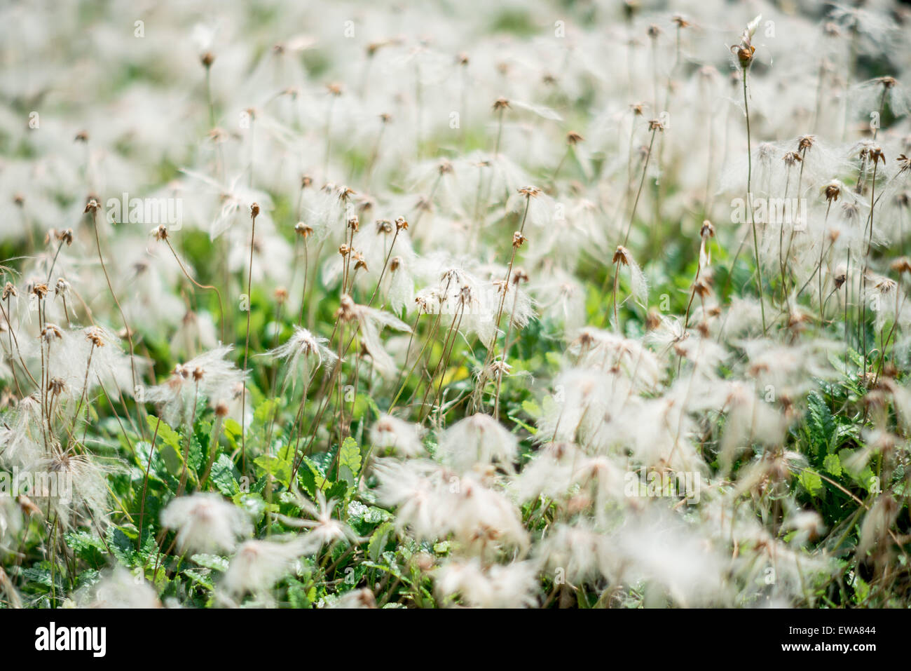 Mountain avens teste di seme Dryas octopetala Foto Stock