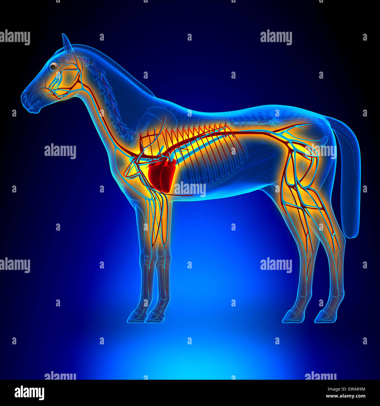 Felpa Con Cappuccio 'Orsetti Del Cuore' - Bianco - Kiabi - 20.00 - Foto 5