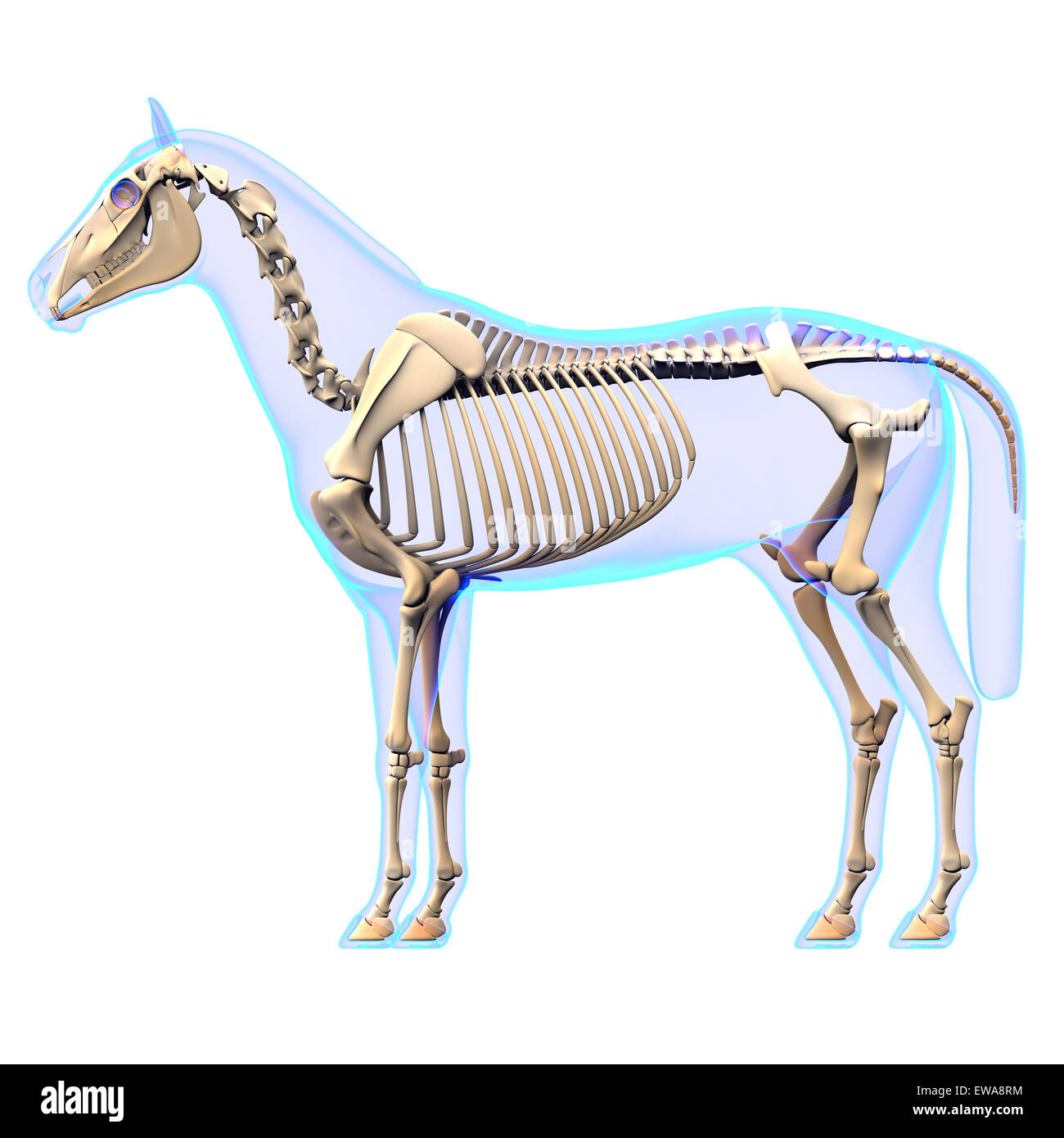 Lo scheletro di cavallo Vista Laterale - Cavallo Equus anatomia - isolato su bianco Foto Stock