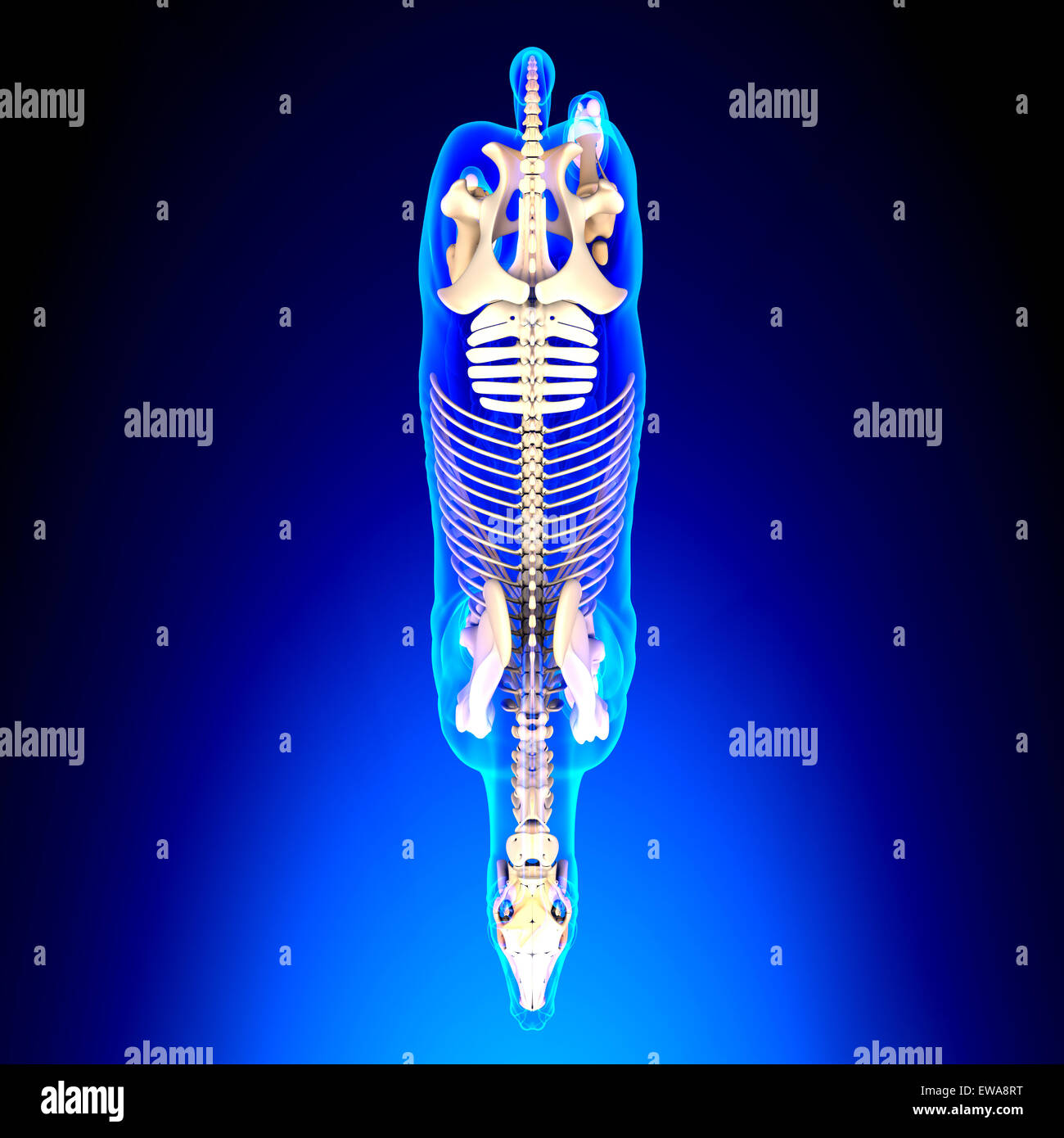 Lo scheletro di cavallo Top View - Cavallo Equus Anatomy - su sfondo blu Foto Stock