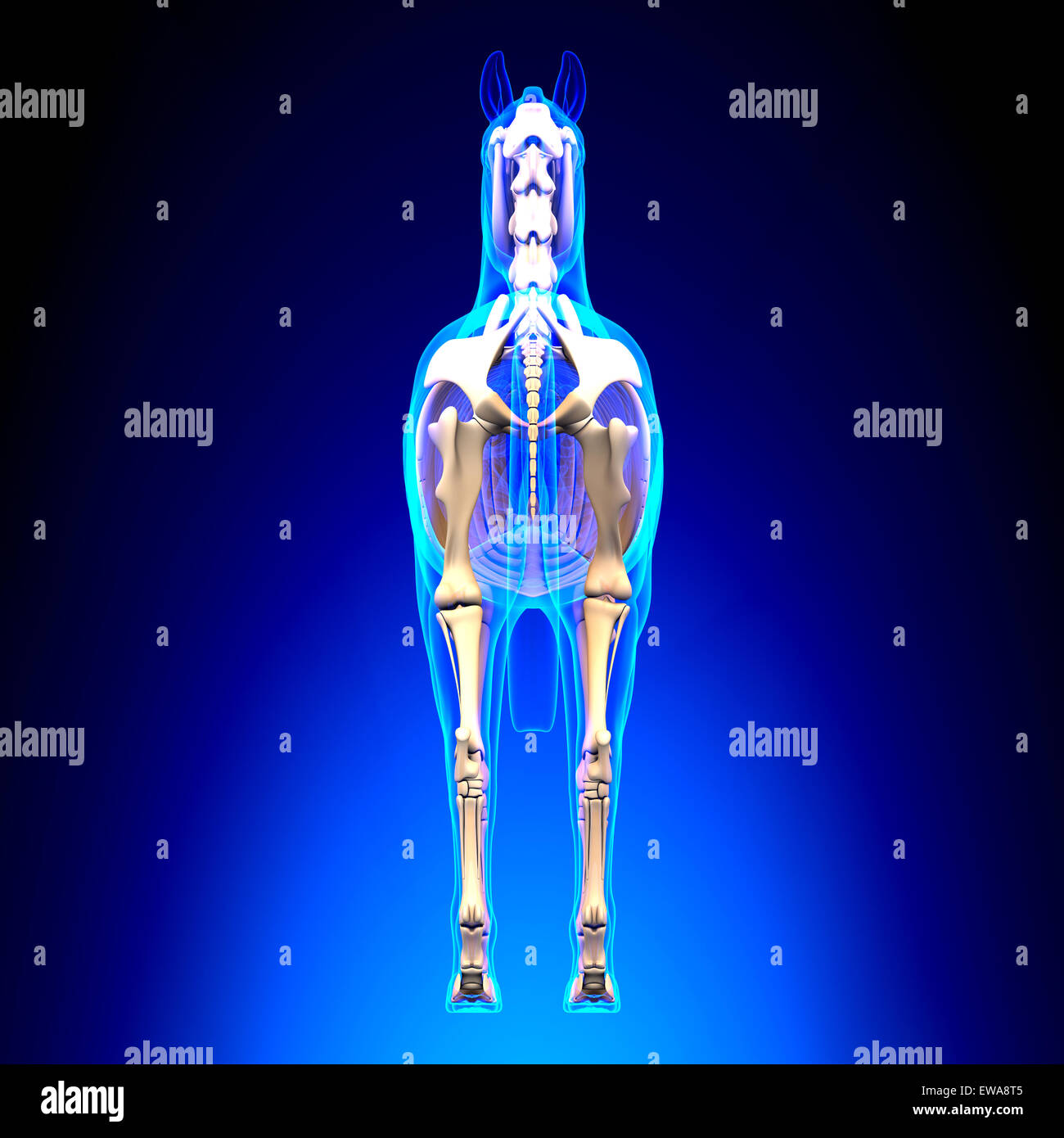 Lo scheletro di cavallo Vista posteriore - Cavallo Equus Anatomy - su sfondo blu Foto Stock