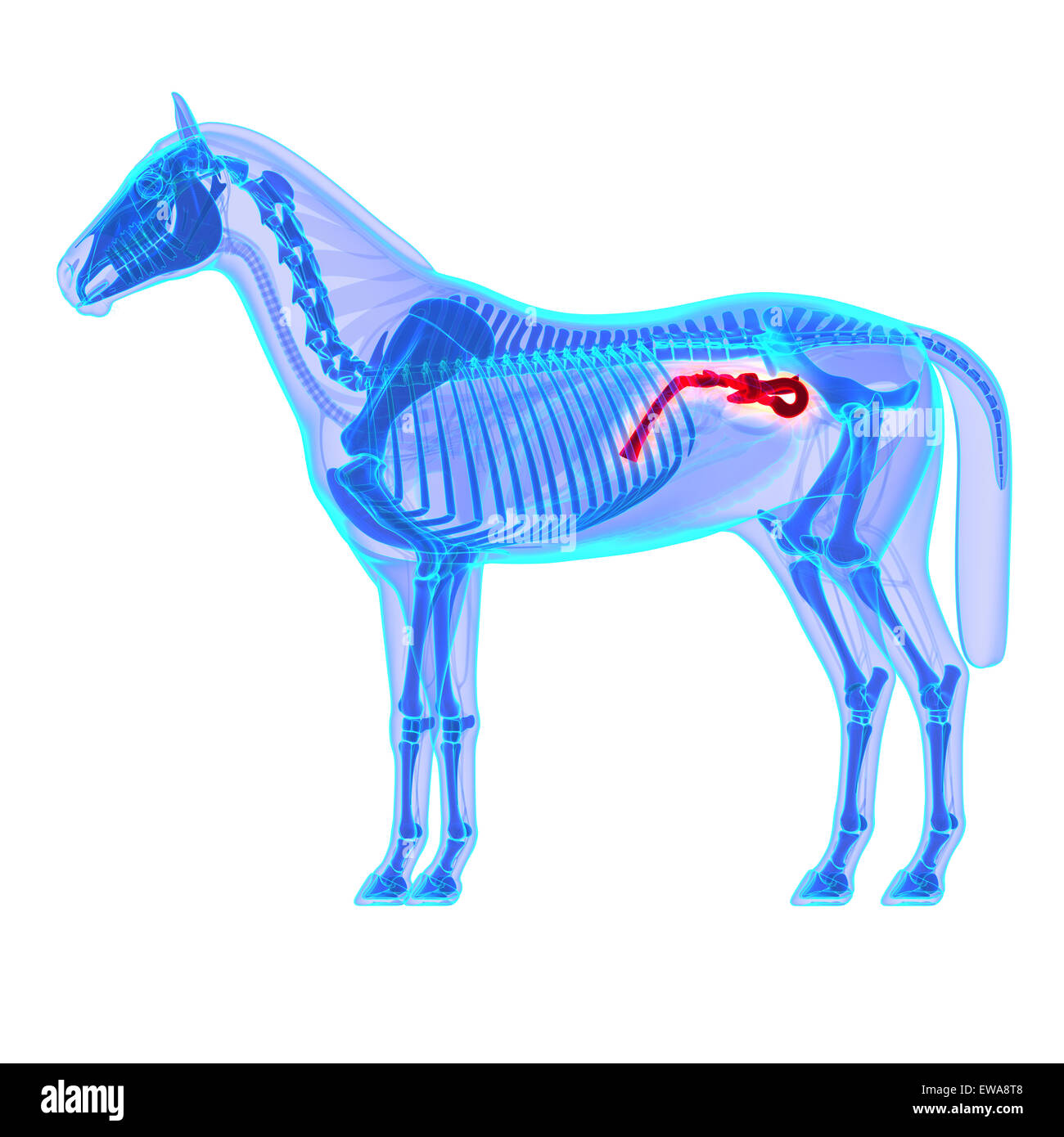 Cavallo di piccole dimensioni trasversali del Colon - Cavallo Equus anatomia - isolato su bianco Foto Stock
