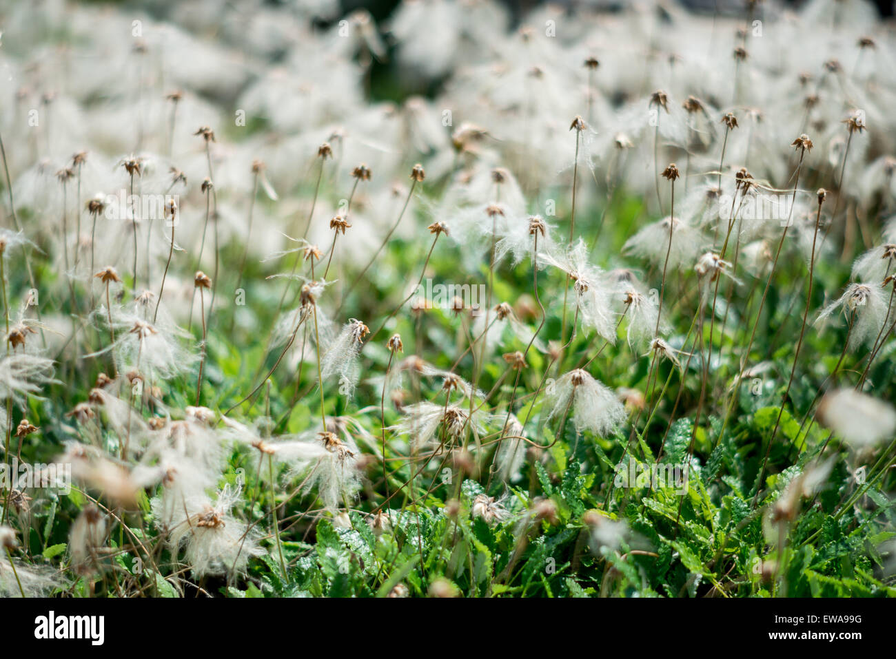 Mountain avens teste di seme Dryas octopetala dryas bianco dryad Foto Stock