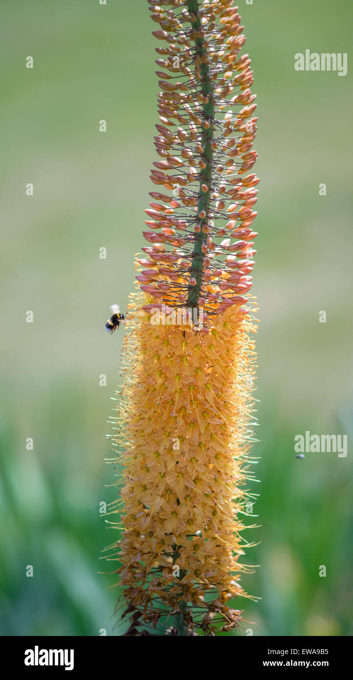 Eremurus stenophyllus giglio di coda di volpe del deserto fiore candela vicino fino Foto Stock