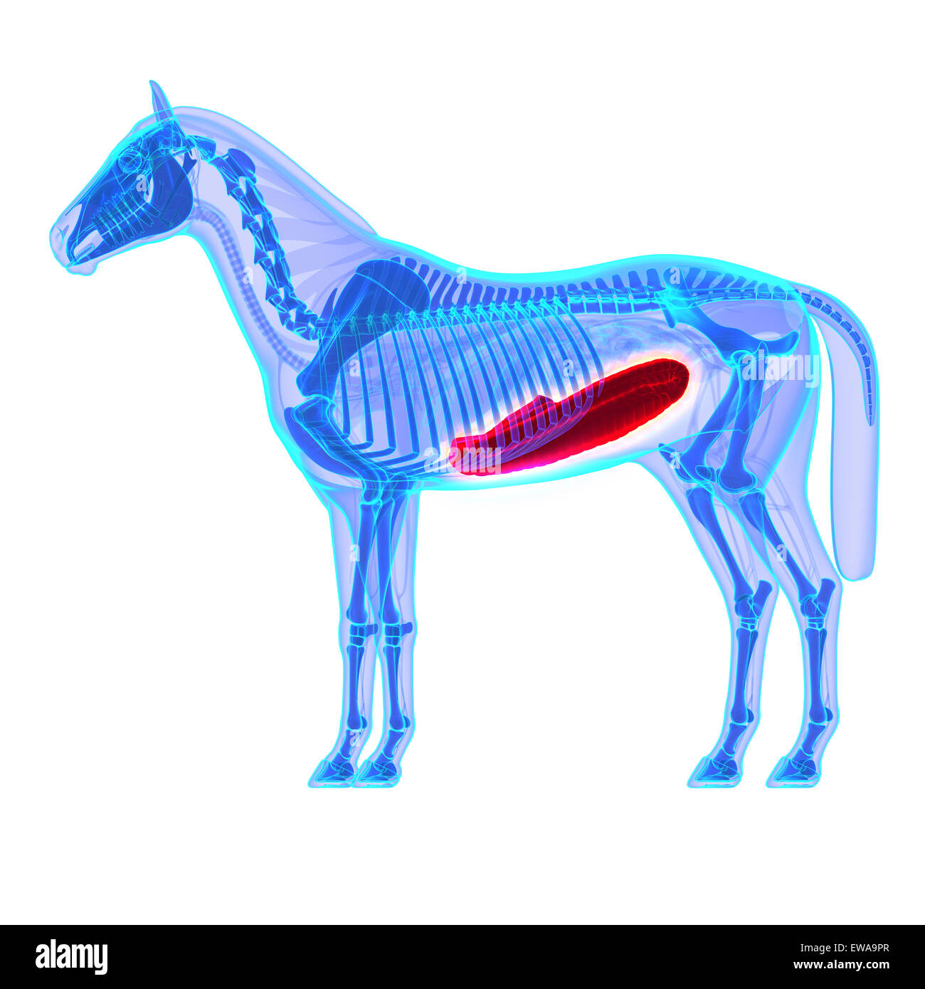Horse Colon - Cavallo Equus anatomia - isolato su bianco Foto Stock