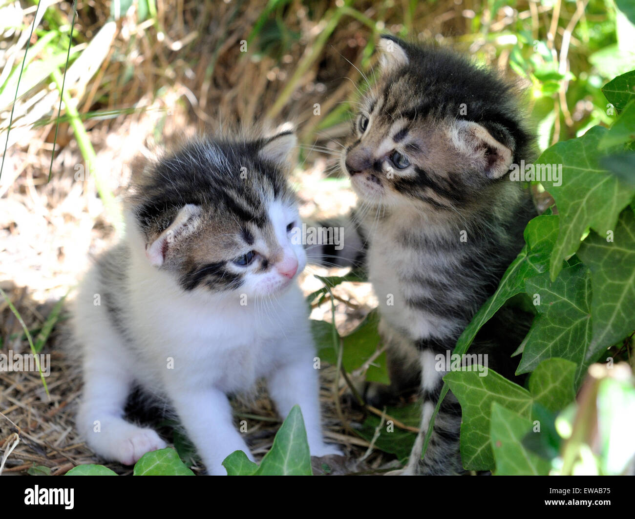 I gattini neonati fotografato tra l'erba in condizioni di luce diurna Foto Stock