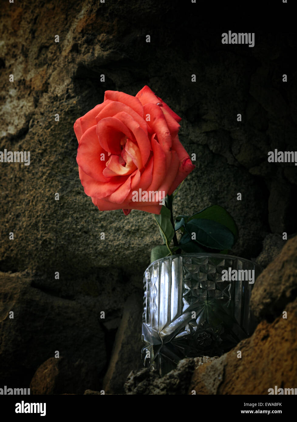 Dimenticato la pietra fredda sul fiore. Foto Stock