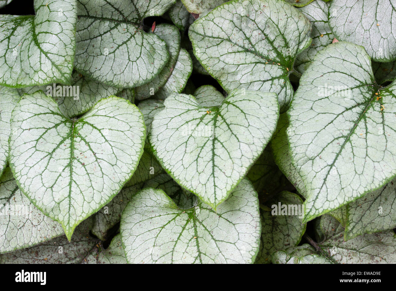 Il fogliame di argento di Brunnera macrophylla 'Looking Glass' Foto Stock