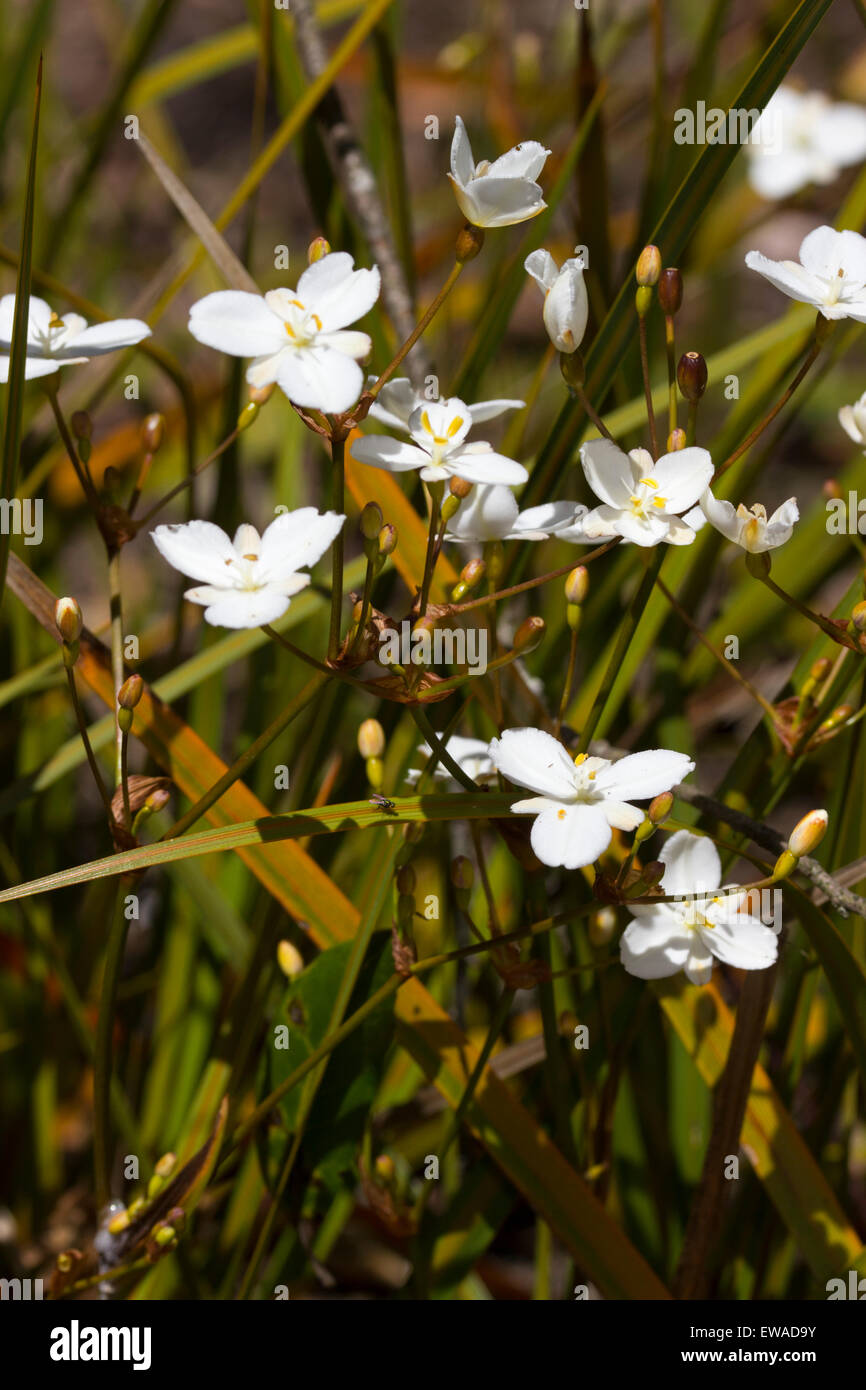 Bianco Fiori di giugno del bronzo lasciava evergreen perenni, Libertia peregrinans Foto Stock