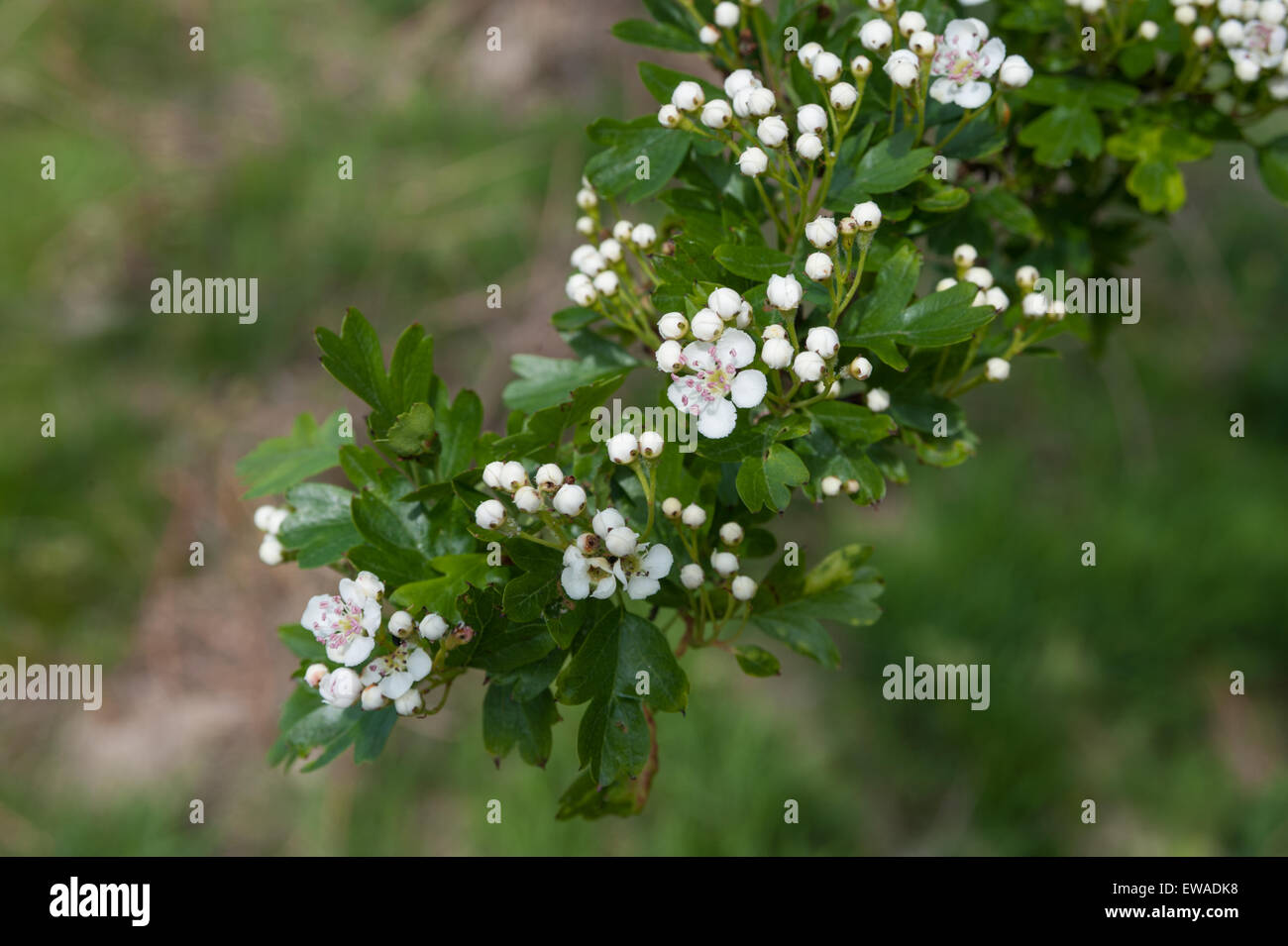 Il fiore dell'albero di biancospino (Crataegus monogyna) Foto Stock