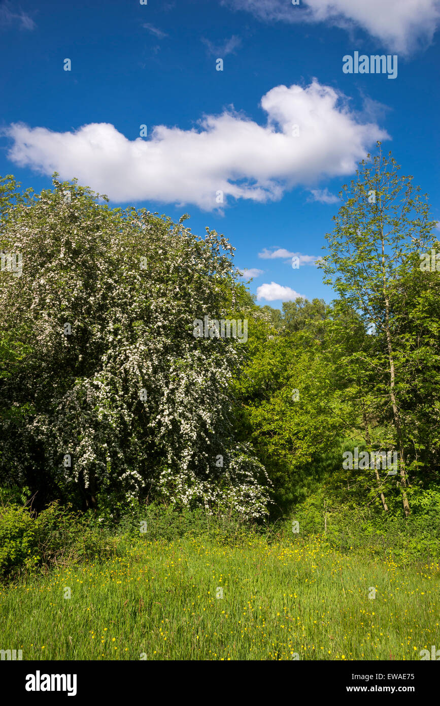 Albero di biancospino in piena fioritura in un colorato a inizio estate paesaggio in Inghilterra. Foto Stock