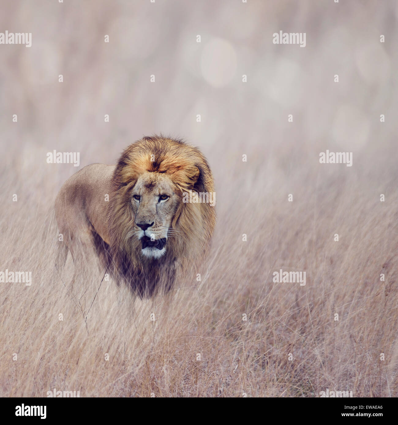 Maschio a piedi di Lion in erba Foto Stock