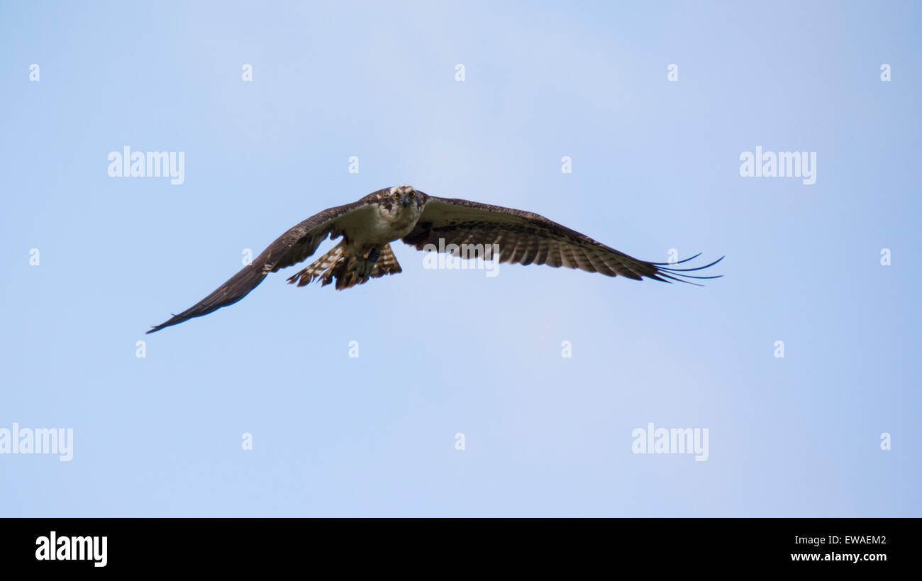 Volo del falco pescatore Foto Stock