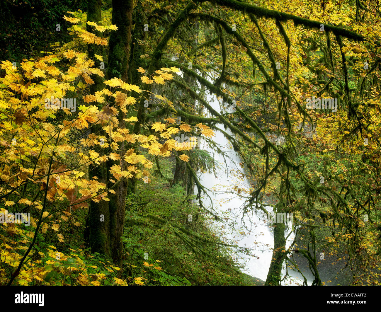 Centro nord scende e autunno a colori.Silver Falls State Park, Oregon Foto Stock