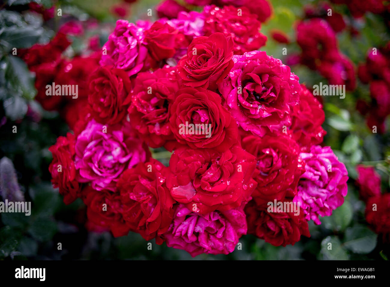Ricco grappolo Grappolo di rose rosse con le gocce di pioggia su petali Foto Stock