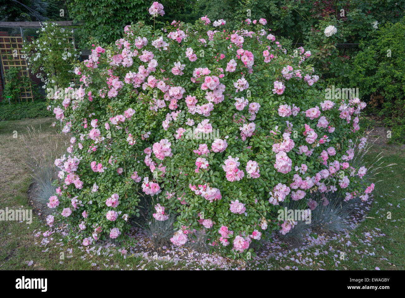 Blooming rosaio Rose bournenville Foto Stock