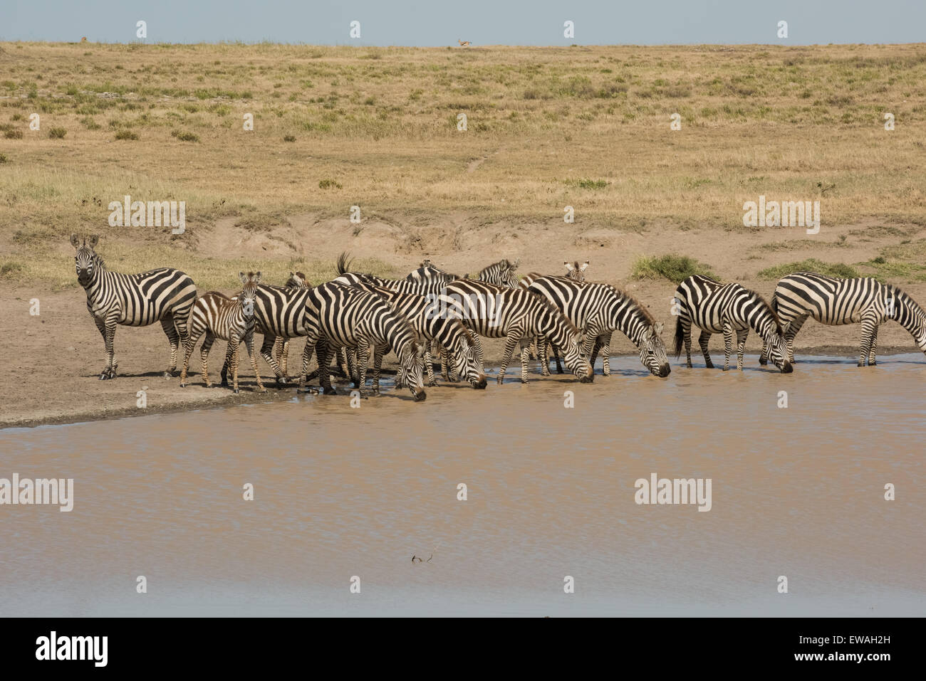 Zebre a Watering Hole, Serengeti National Park, Tanzania Foto Stock