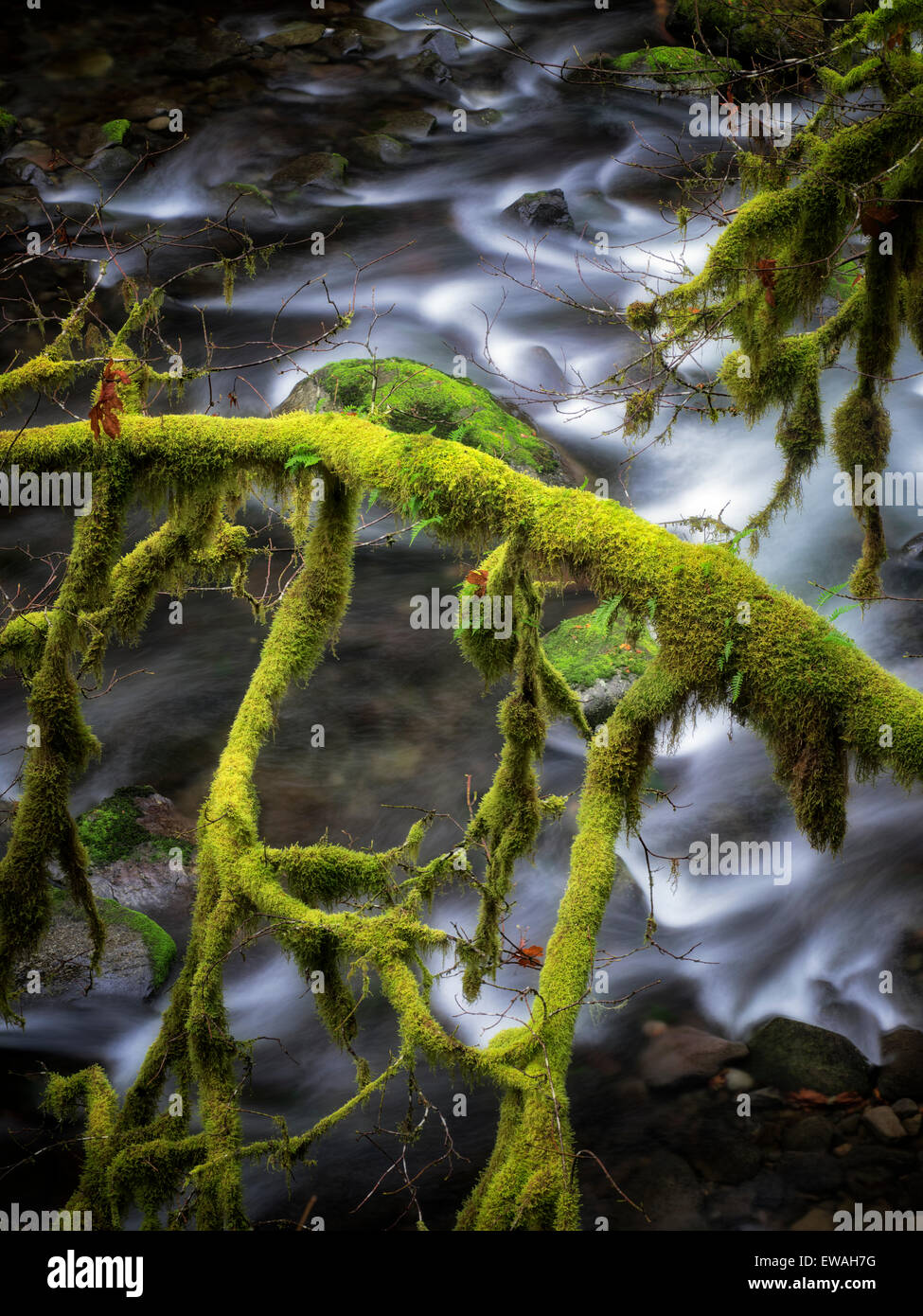 Moss albero coperto lungo le rive di Eagle Creek. Columbia River Gorge National Scenic Area, Oregon Foto Stock