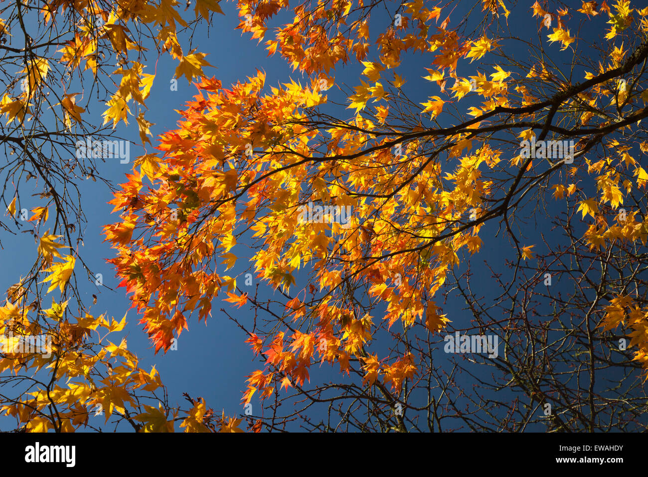 Foglie di Acer mostra colore di autunno a Westonbirt Arboretum, Gloucestershire, England, Regno Unito Foto Stock