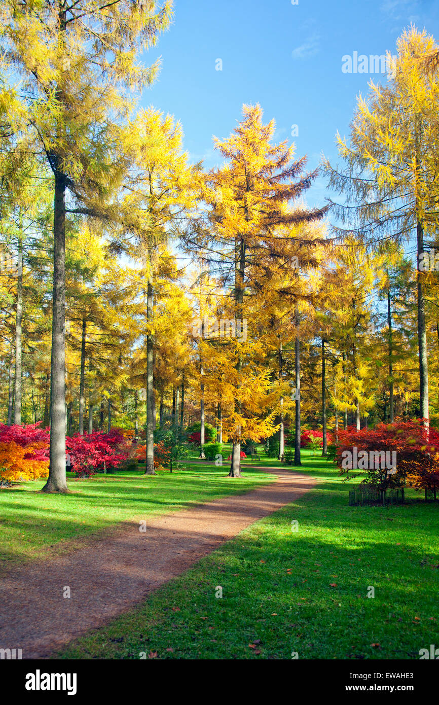 Colore di autunno in legno di seta a Westonbirt Arboretum, Gloucestershire, England, Regno Unito Foto Stock