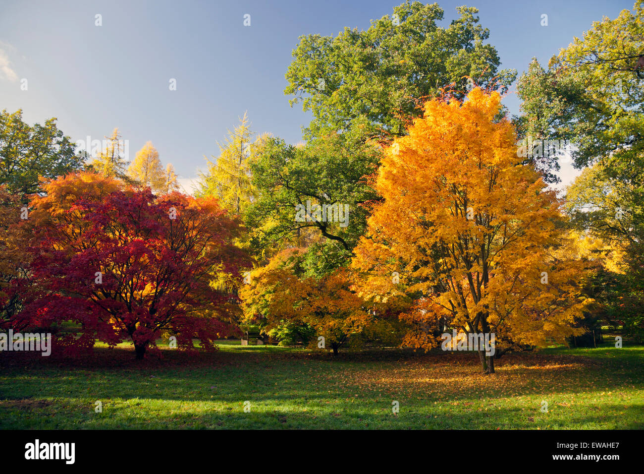 Alberi di Acer mostra colore di autunno a Westonbirt Arboretum, Gloucestershire, England, Regno Unito Foto Stock