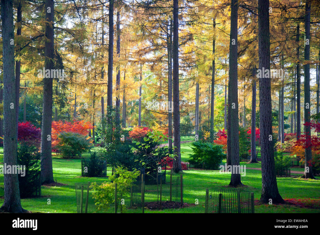 Colore di autunno in legno di seta a Westonbirt Arboretum, Gloucestershire, England, Regno Unito Foto Stock
