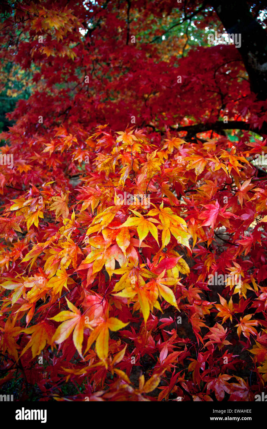 Acer palmatum alberi che mostra colore di autunno a Westonbirt Arboretum, Gloucestershire, England, Regno Unito Foto Stock