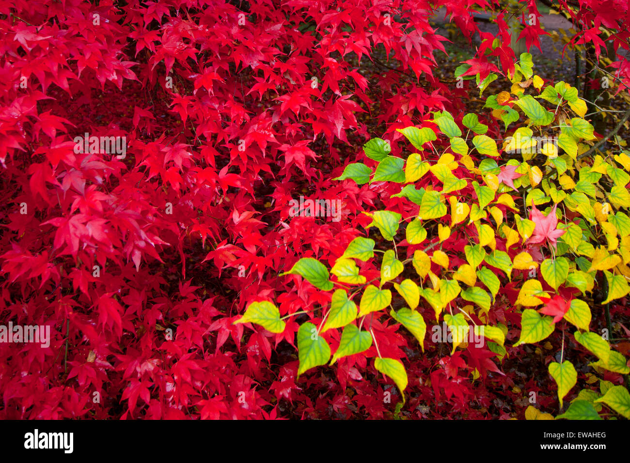 Acer palmatum alberi che mostra colore di autunno a Westonbirt Arboretum, Gloucestershire, England, Regno Unito Foto Stock