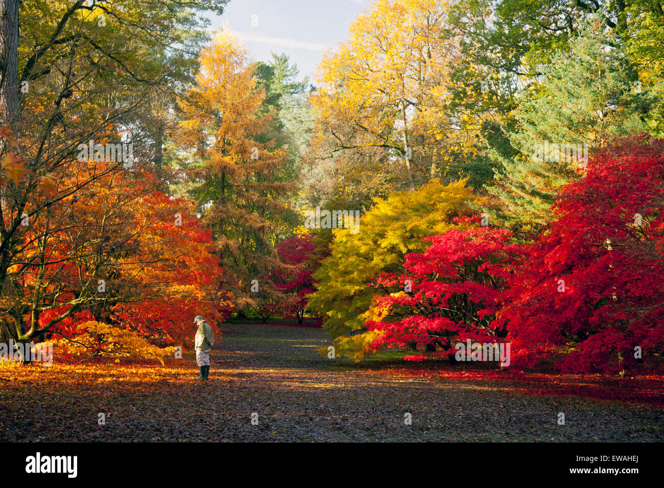 Colore di autunno in Acer Glade a Westonbirt Arboretum, Gloucestershire, England, Regno Unito Foto Stock