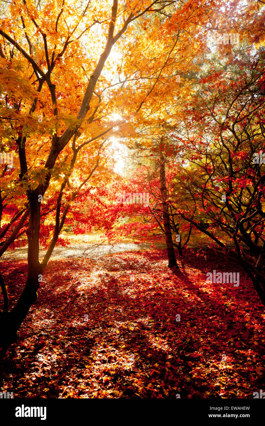 Colore di autunno in Acer Glade a Westonbirt Arboretum, Gloucestershire, England, Regno Unito Foto Stock