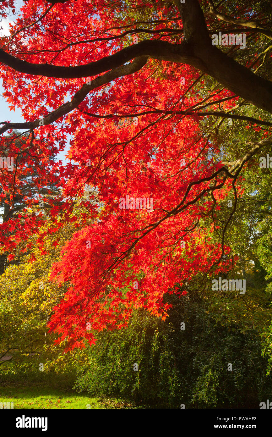 Colore di autunno a Westonbirt Arboretum, Gloucestershire, England, Regno Unito Foto Stock