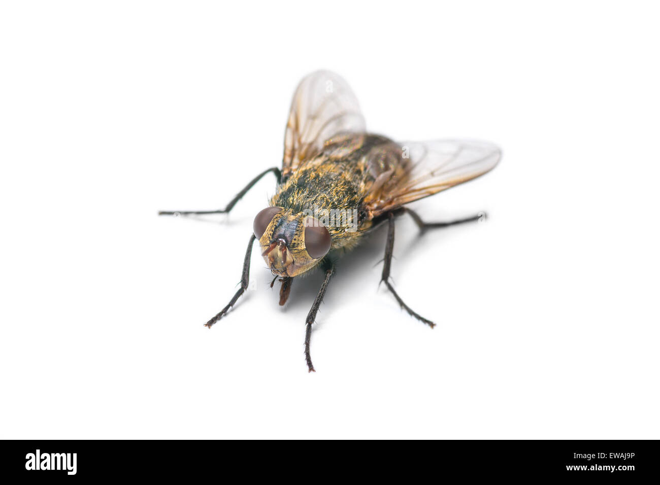 Housefly isolati su sfondo bianco Foto Stock