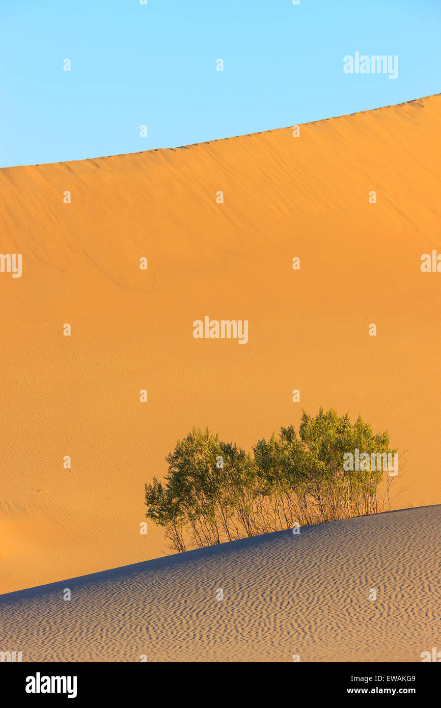Sunrise in Mesquite Flat dune di sabbia nel Parco Nazionale della Valle della Morte in California, Stati Uniti d'America Foto Stock